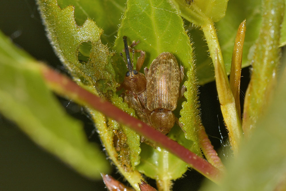 Curculionide di ospedale. - Dorytomus cf. filirostris